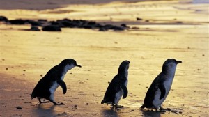 Philip Island, nature preserve, penguins, melbourne, australia, victoria