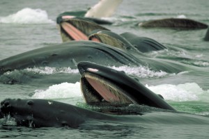 inside passage, orcas, whales, pods, alaska, bucket list, mark kelley, humpback whales