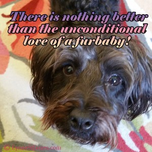 unconditional love, love, furbaby, furbabies, dogs, puppies, furry friends, lynne st. james